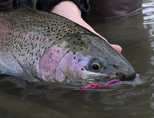 Load image into Gallery viewer, 6 Unweighted Worm Flies