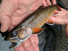 Load image into Gallery viewer, Pine Squirrel Leech