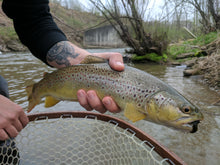 Load image into Gallery viewer, Pine Squirrel Leech