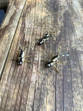 Load image into Gallery viewer, 3 Rubber Leg Stoneflies (In Stock)