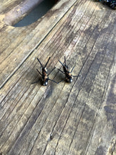 Load image into Gallery viewer, 3 Rubber Leg Stoneflies (In Stock)