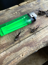 Load image into Gallery viewer, 3 Rubber Leg Stoneflies
